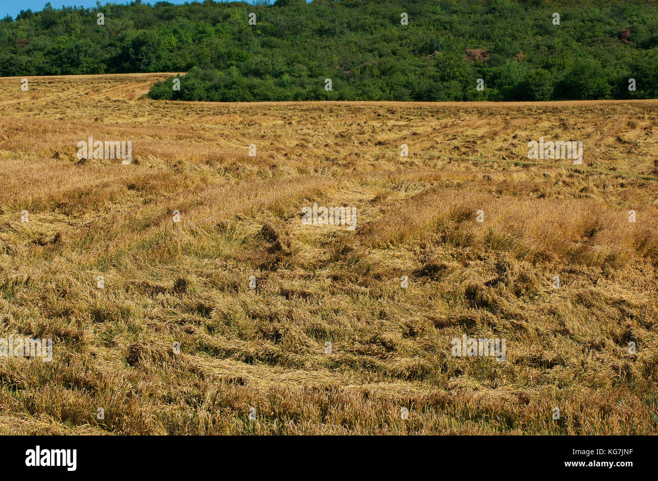 Ernteversicherung. Zerstörter Weizen. Stockfoto