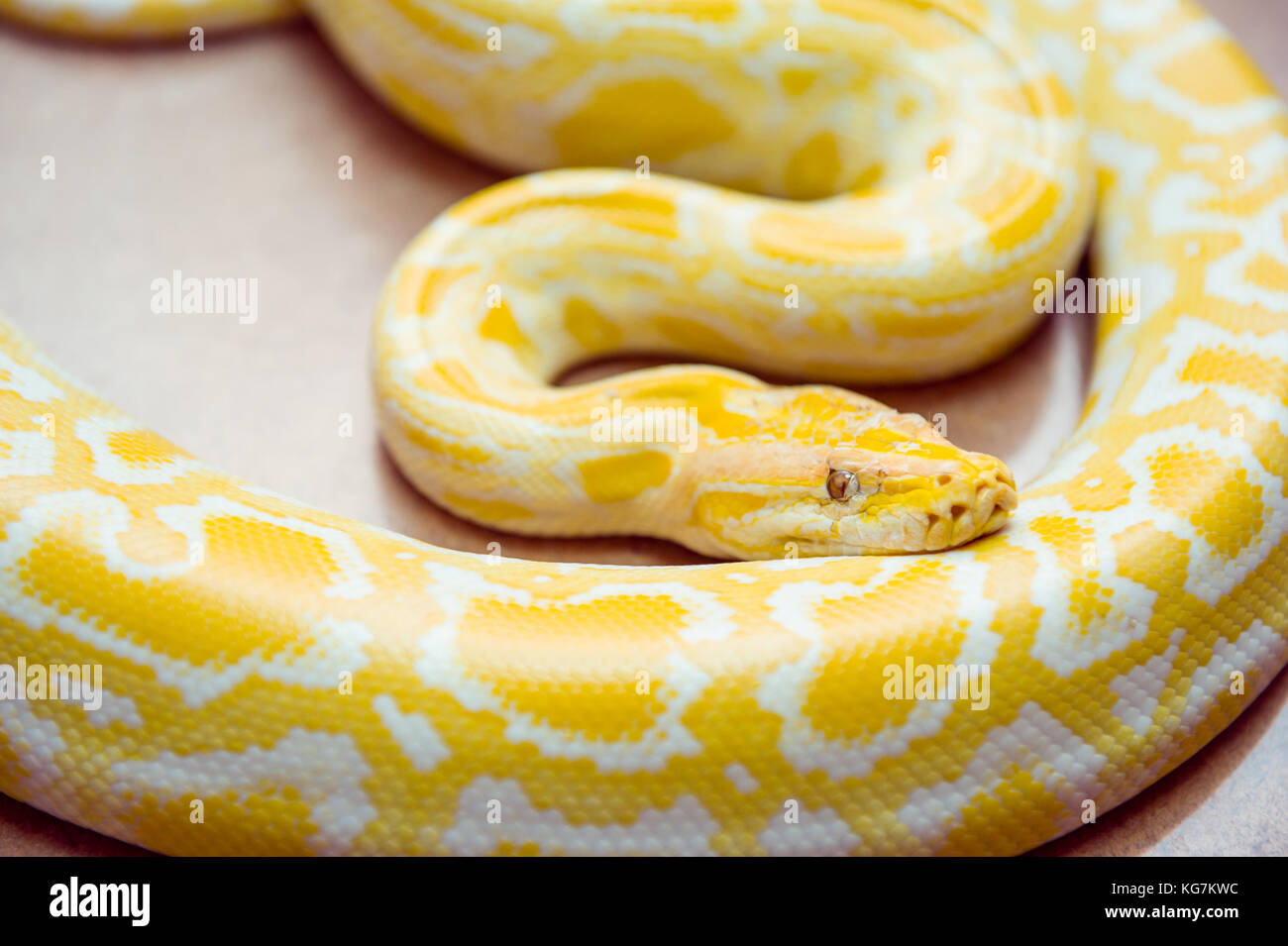 Gold Python Netzpython Python Reticulatus Albino Schlange Mit Schonen Gelben Textur Exotisches Haustier Selektive Konzentrieren Stockfotografie Alamy
