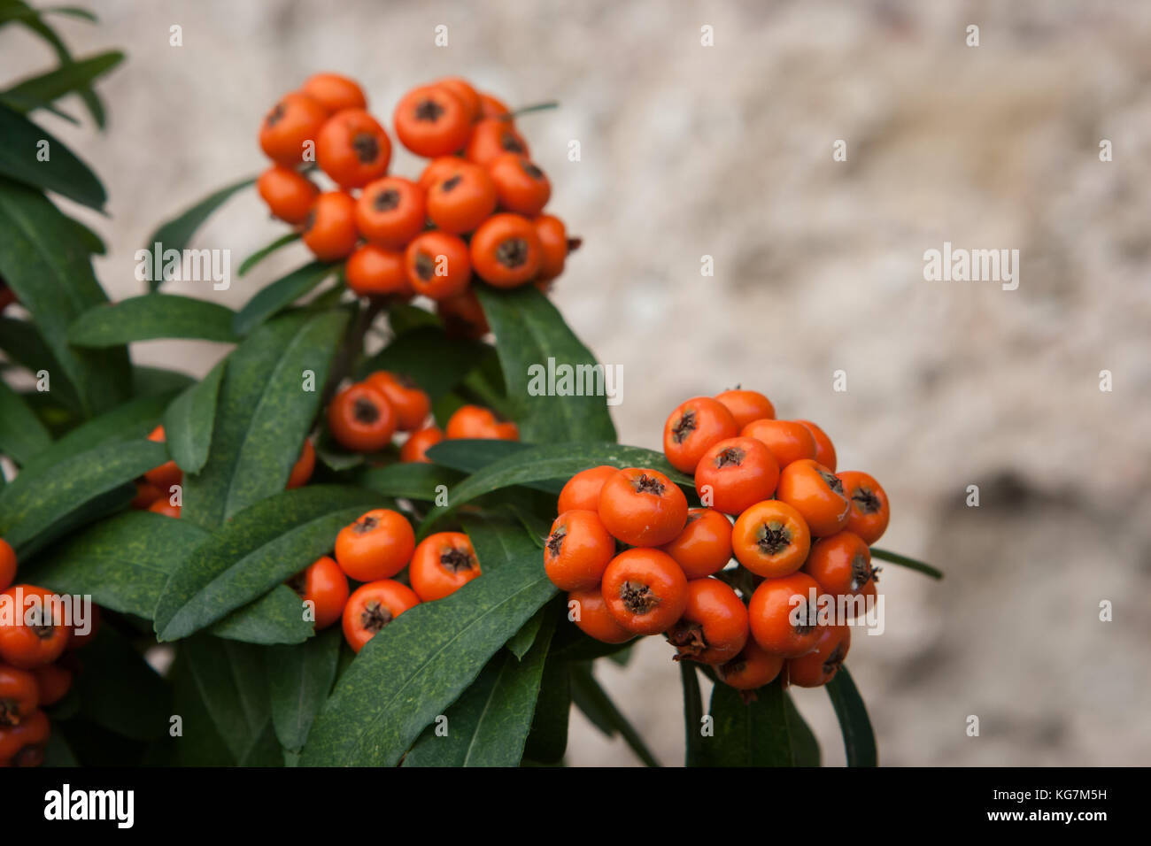 Cotoneaster Werk in Gubbio, Umbrien, Italien Stockfoto