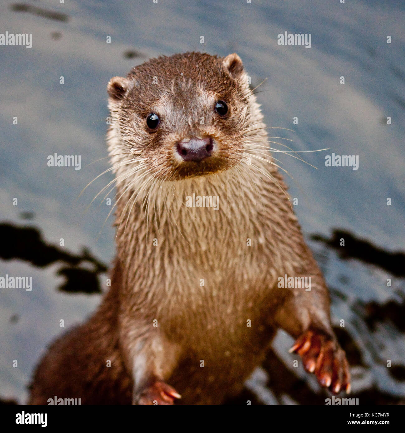 Ein Fischotter (Lutra lutra) Schwimmen in einem Stream in Schottland. Dieses Tier war in Gefangenschaft fotografiert. Stockfoto