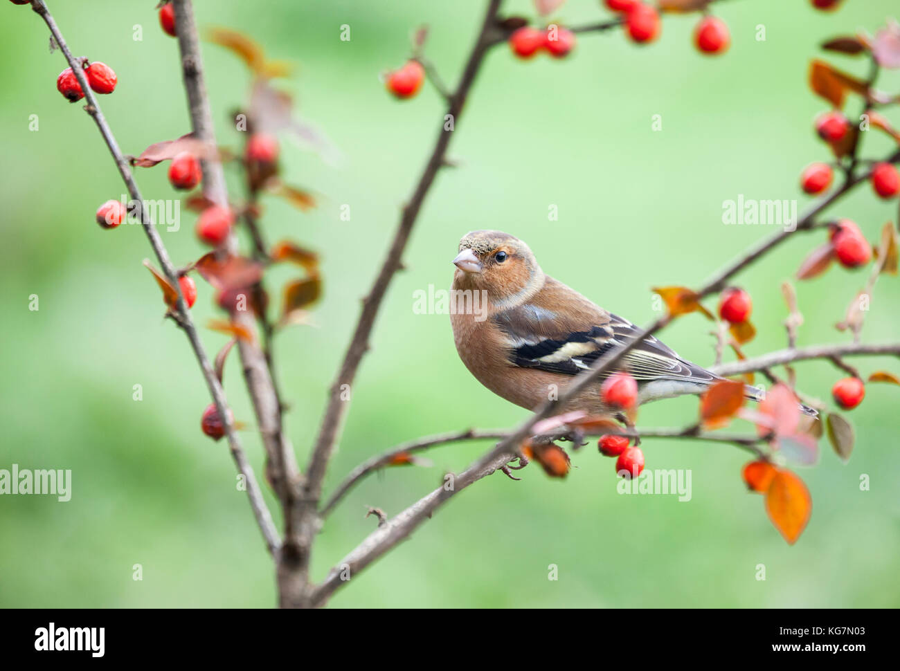 Ein Männchen Buchfink, Fringilla coelebs, Cotoneaster Bush mit Beeren im Herbst thront; völlig defokussiert natürlichen Hintergrund Stockfoto