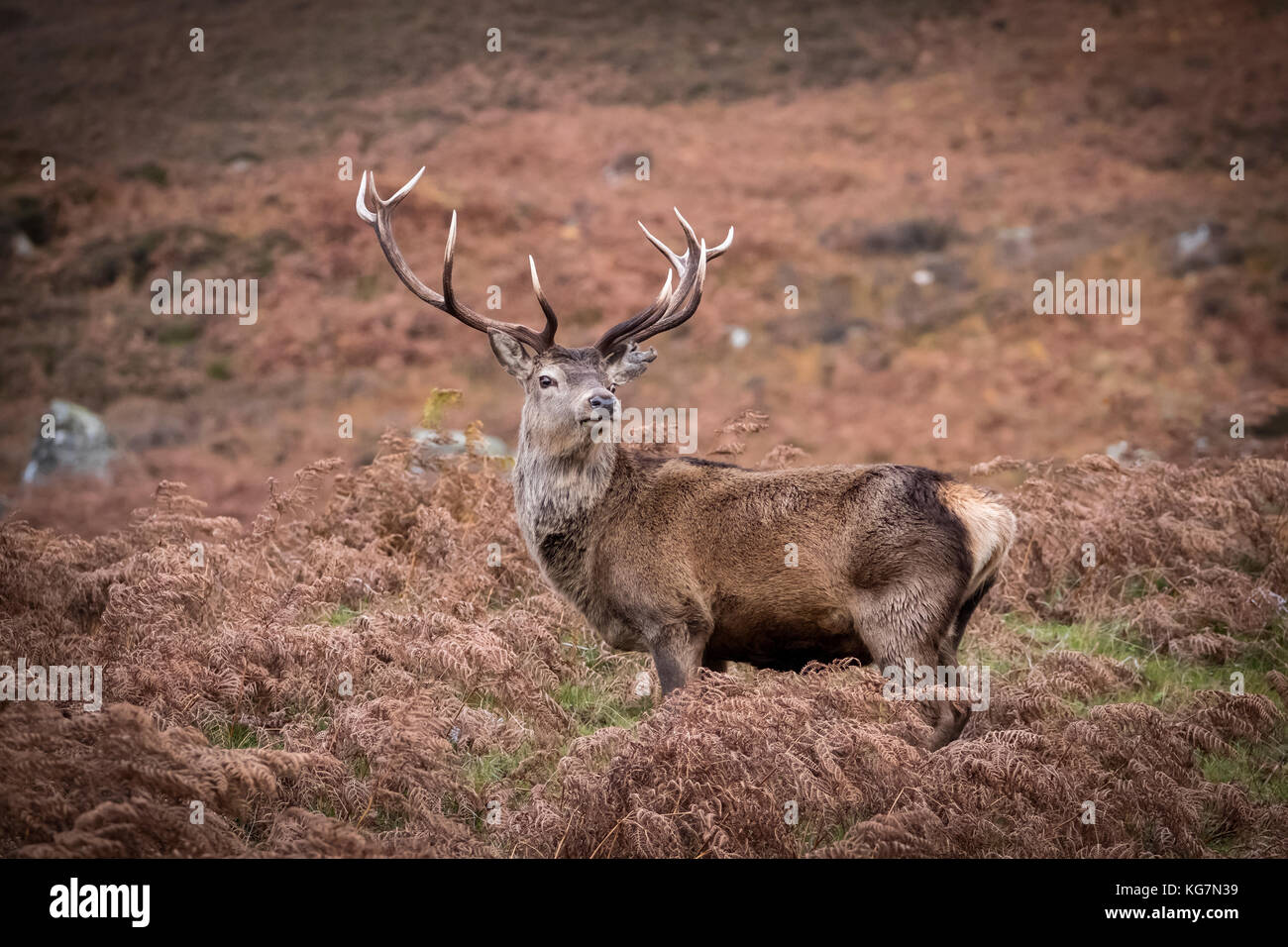 Rotwild-Hirsch Stockfoto