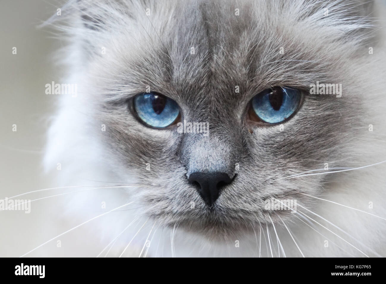 Neva Masquerade Sibirische Katze Stockfoto