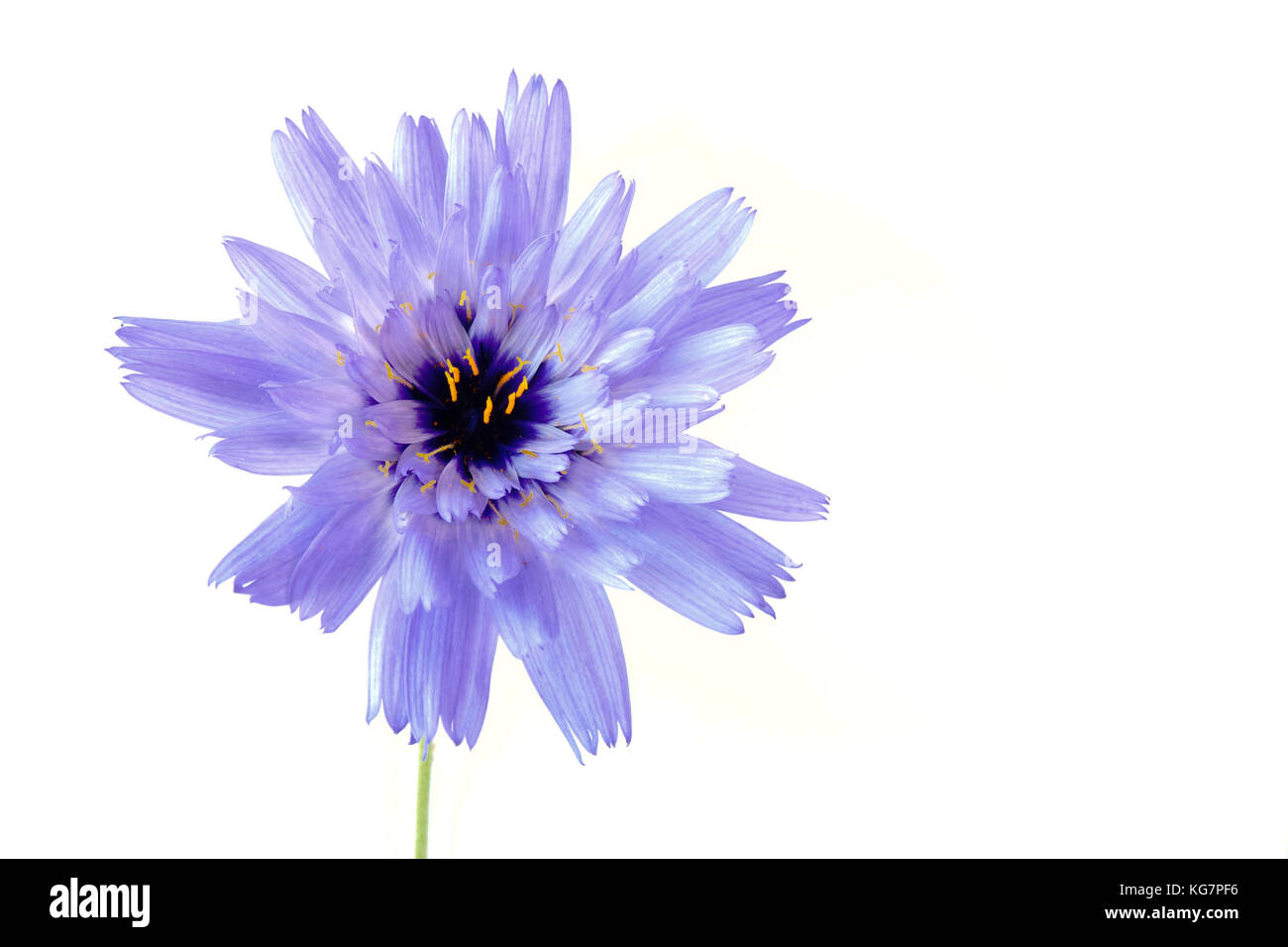 Wildflower succory, Cichorium intybus auf weißem Hintergrund mit viel Platz kopieren. Stockfoto