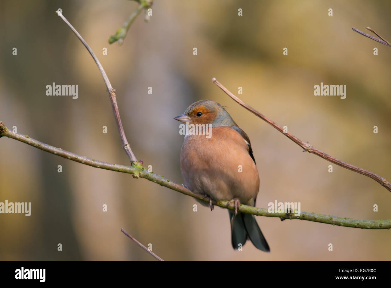 Männliche gemeinsame Buchfink (Fringilla coelebs), in der Regel bekannt, die einfach als die Buchfink auf einem Twig thront. Stockfoto