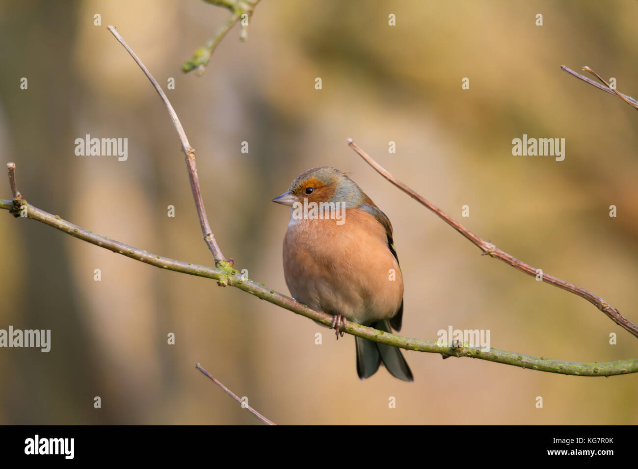 Männliche gemeinsame Buchfink (Fringilla coelebs), in der Regel bekannt, die einfach als die Buchfink auf einem Twig thront. Stockfoto