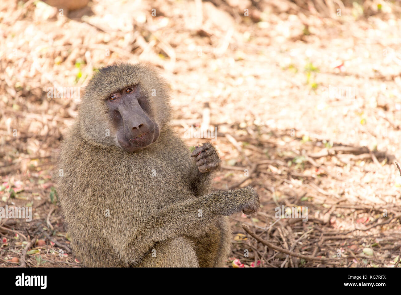 Olive Pavian sitzt im Schatten und isst Nüsse, Lake Manyara, Tansania Stockfoto