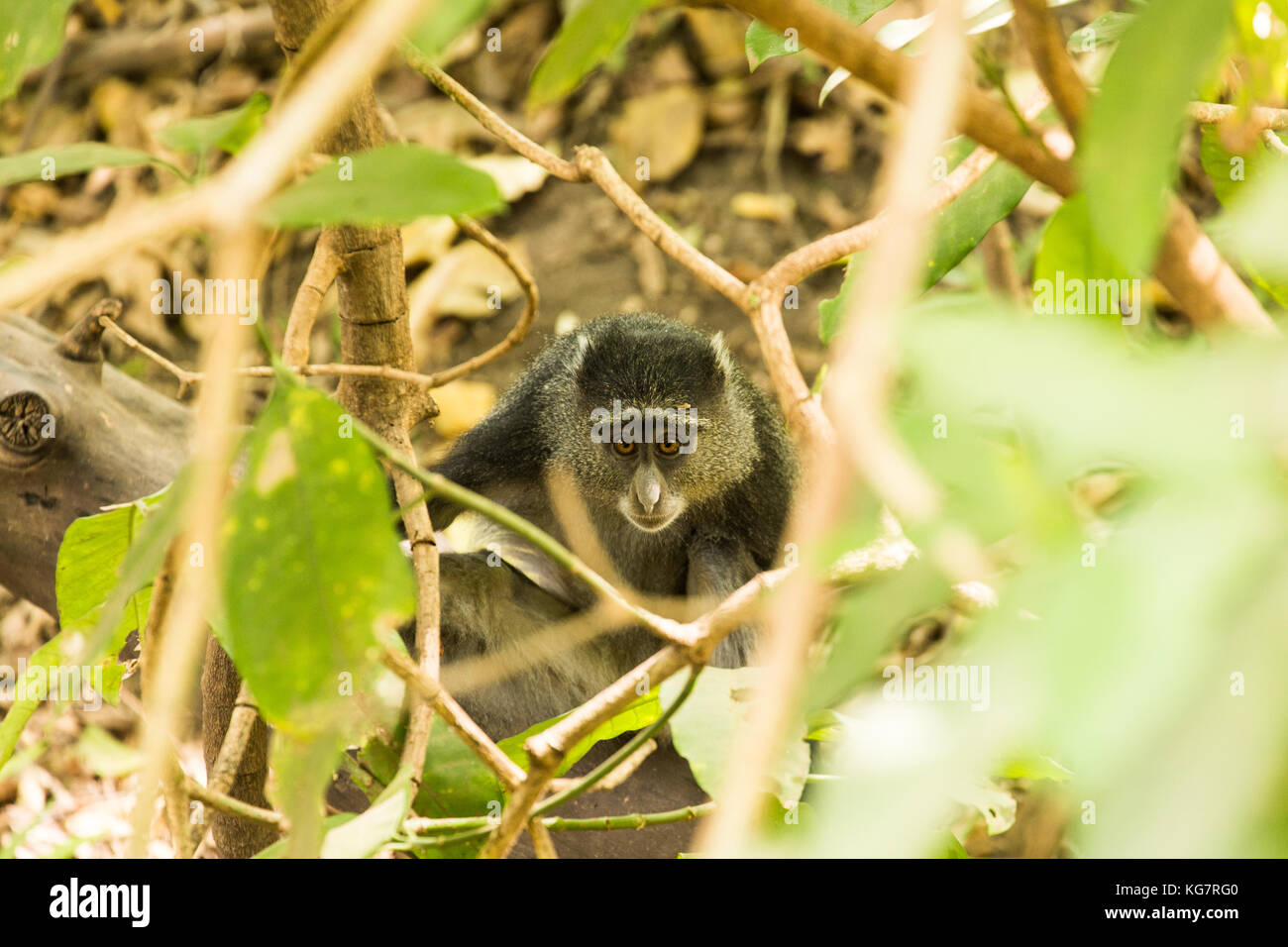 Blauer Affe, der aus dem Unterholz Lake Manyara in Tansania blickt Stockfoto