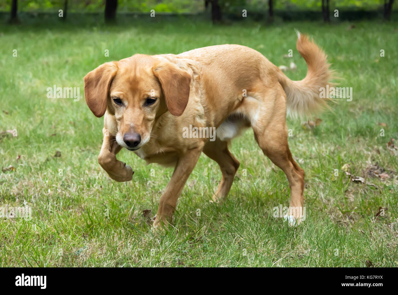 Beige Hund starrt auf etwas, bereit zu springen und es fangen Stockfoto