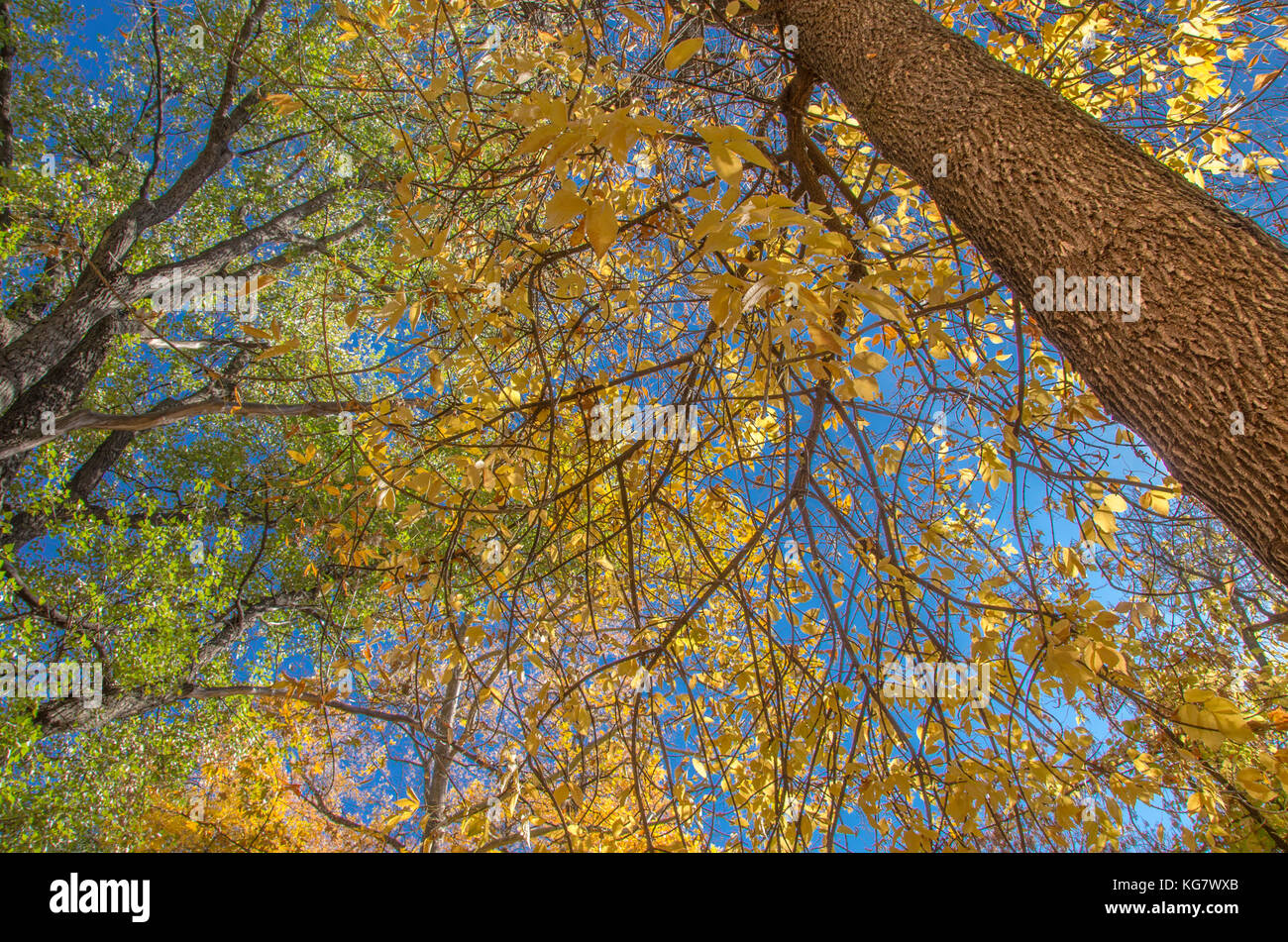 Bäume im Herbst - Gelbe und grüne Blätter - blue sky Stockfoto