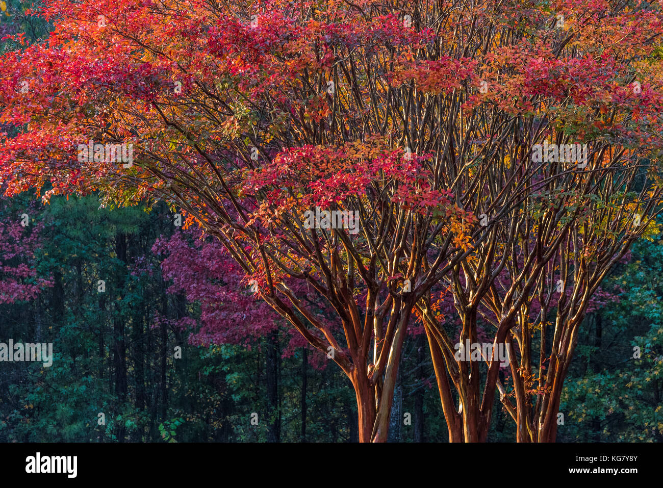 Bunte Bäume im Herbst am Vivid Anzeige bei Sonnenuntergang in der Metro Atlanta, Georgia, USA. Stockfoto