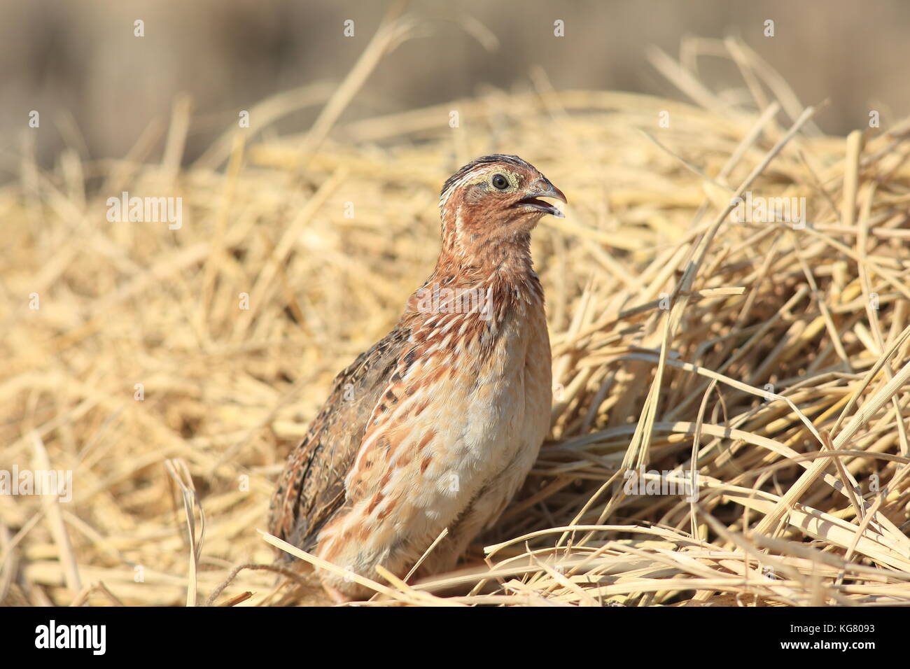 Japanische Wachtel (coturnix japonica) männlich in Japan Stockfoto