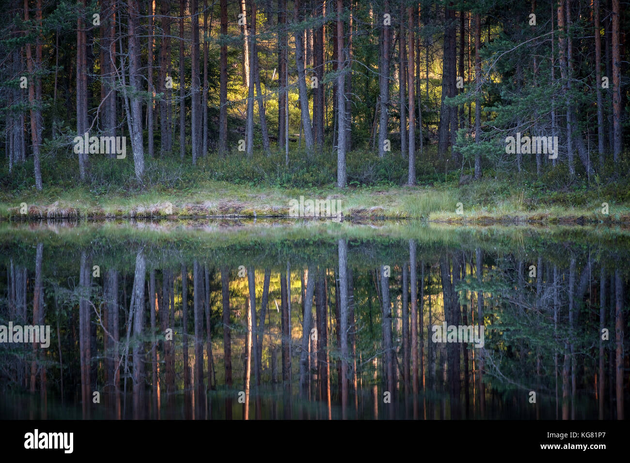 Schöne Reflexion mit Bäumen und Wald am kleinen See in Finnland