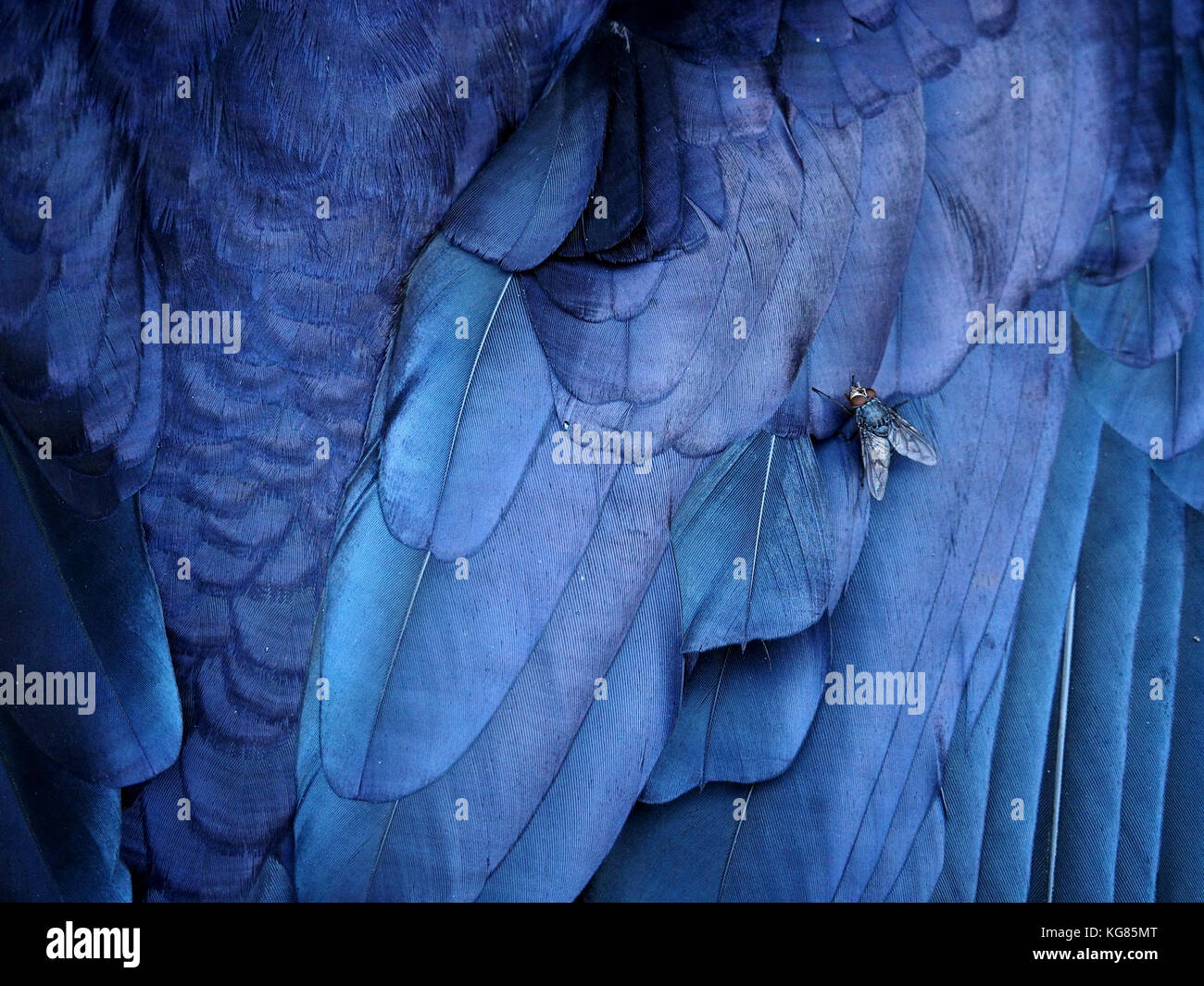 Schillernd blau, schwarz und violett Gefieder eines toten Rook in Cumbria, England, UK eine spektakuläre Hommage an ein Vogel machen oft als Ärgernis/Pest Stockfoto