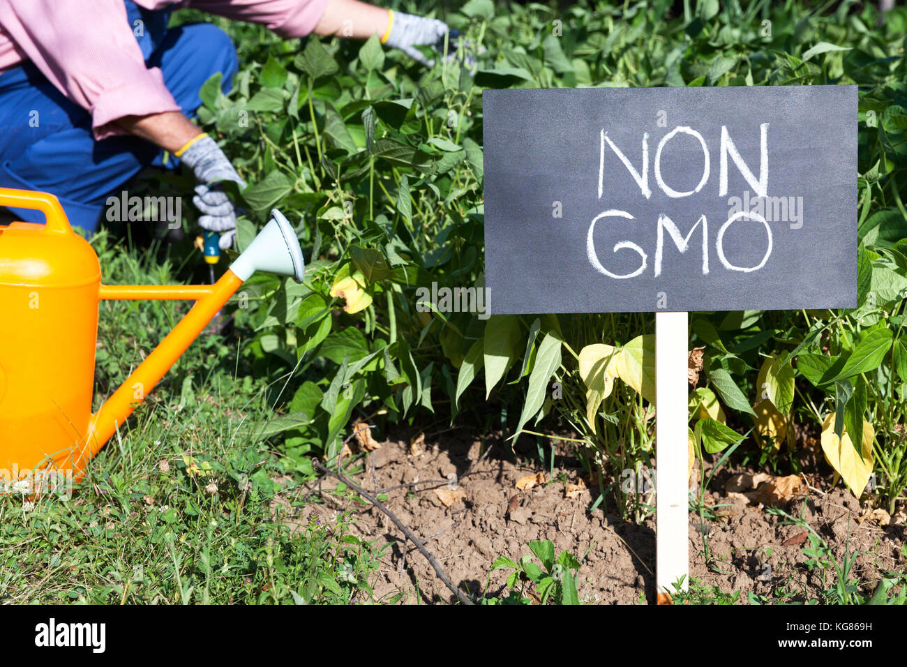 Landwirt arbeiten im Gemüsegarten nicht gentechnisch veränderten Stockfoto