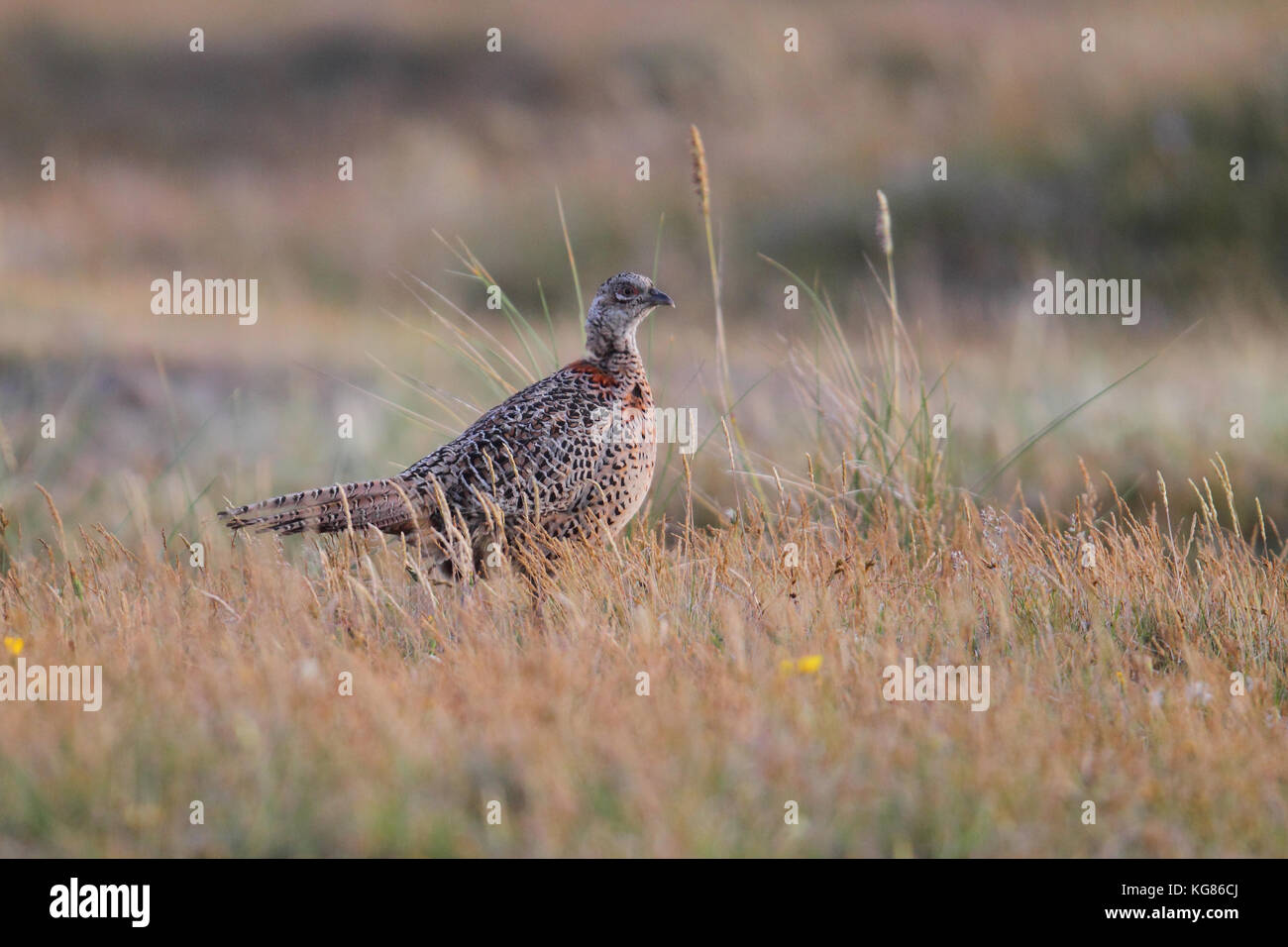 Gemeinsame Fasan - Jagd Beute Stockfoto