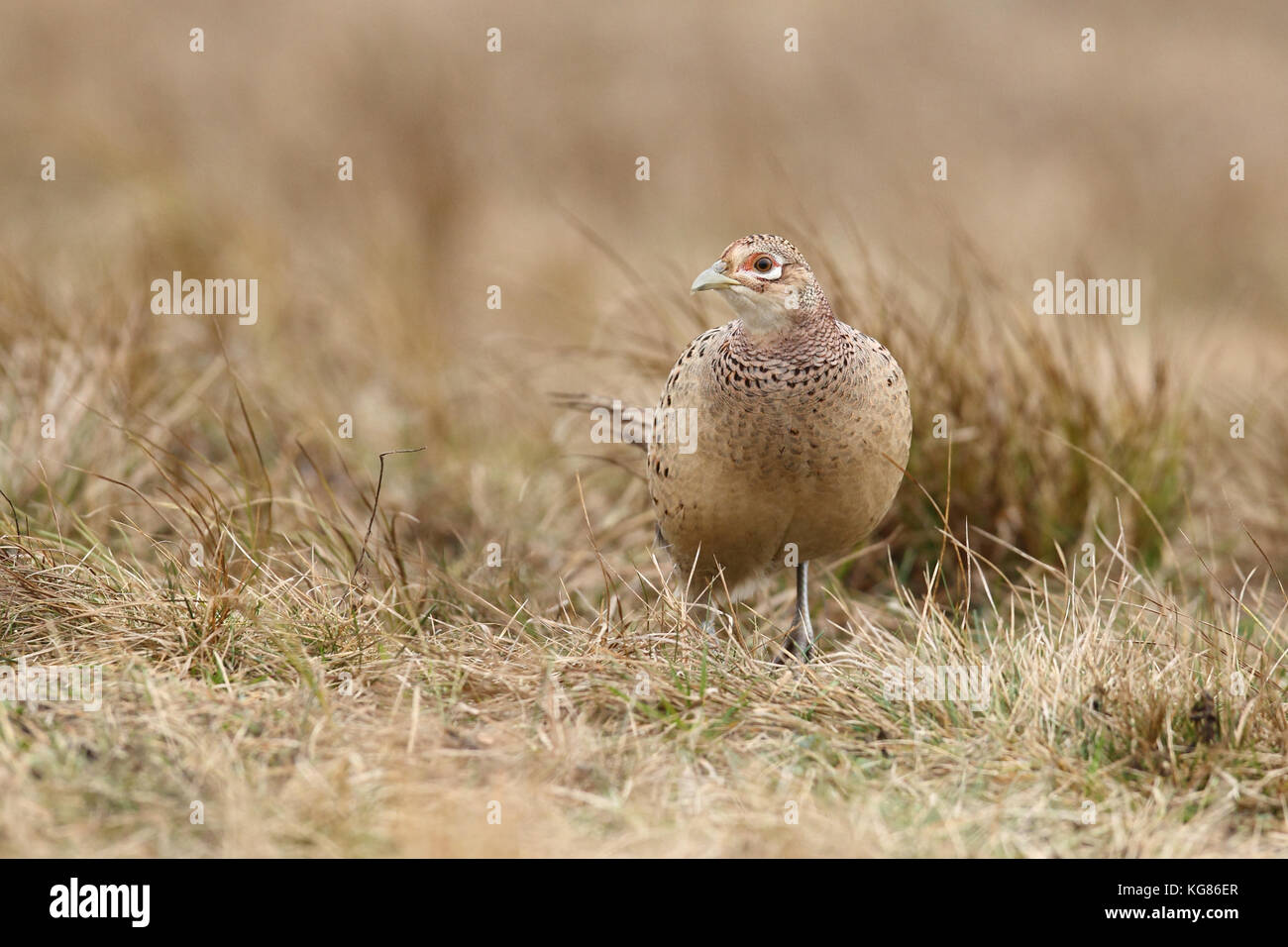 Gemeinsame Fasan - Jagd Beute Stockfoto