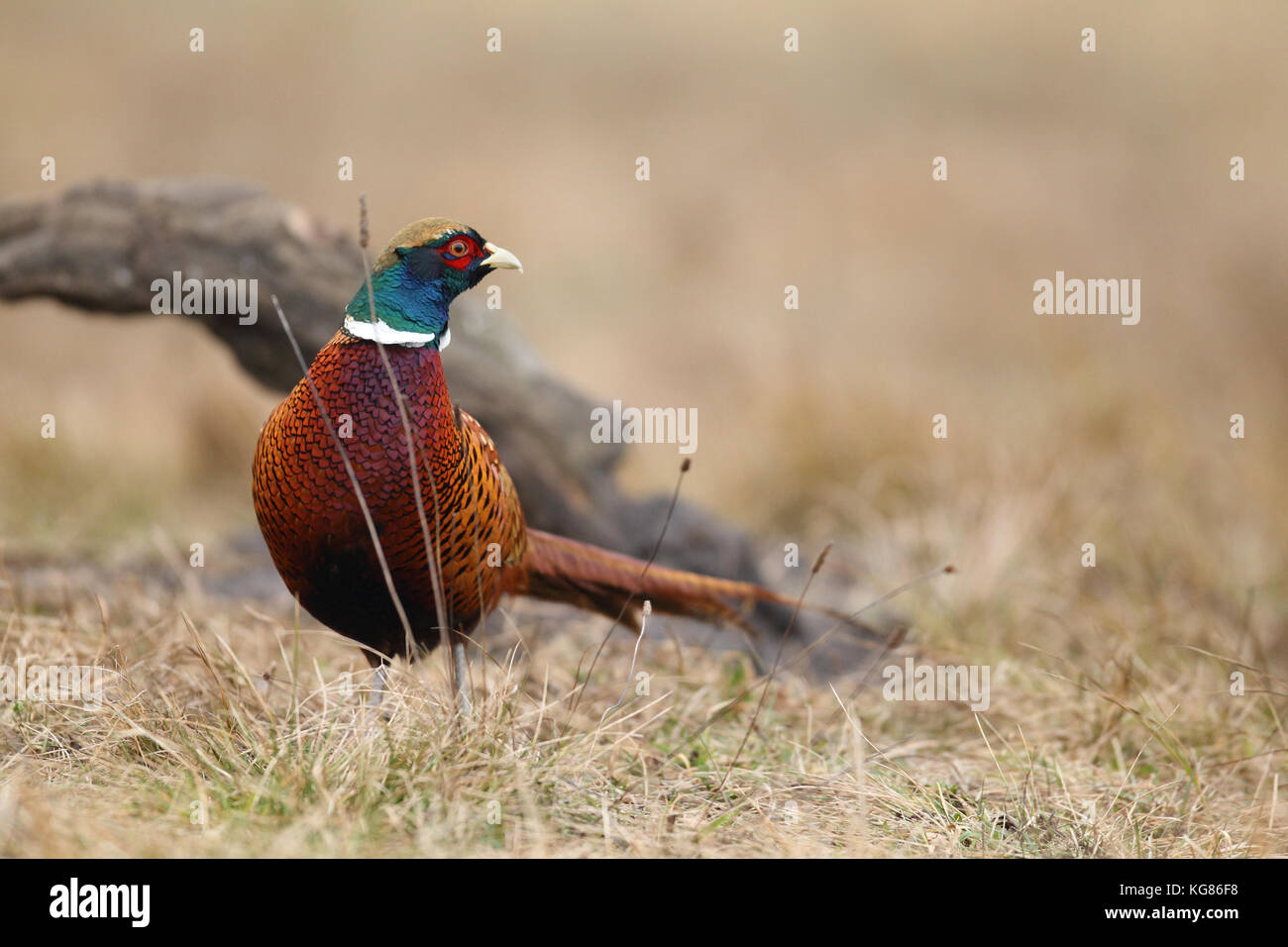 Gemeinsame Fasan - Jagd Beute Stockfoto