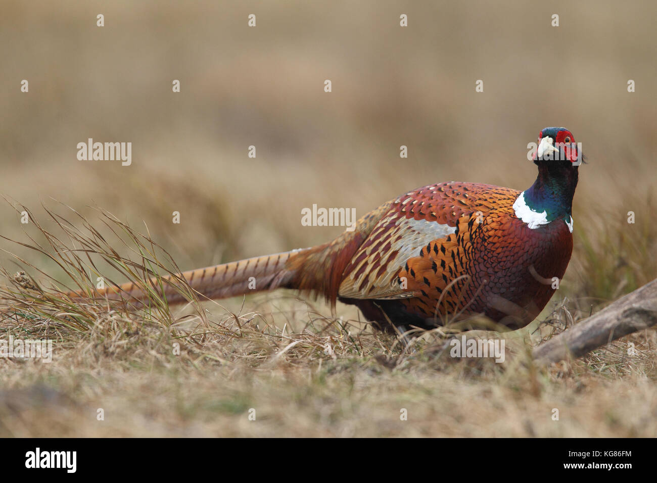 Gemeinsame Fasan - Jagd Beute Stockfoto