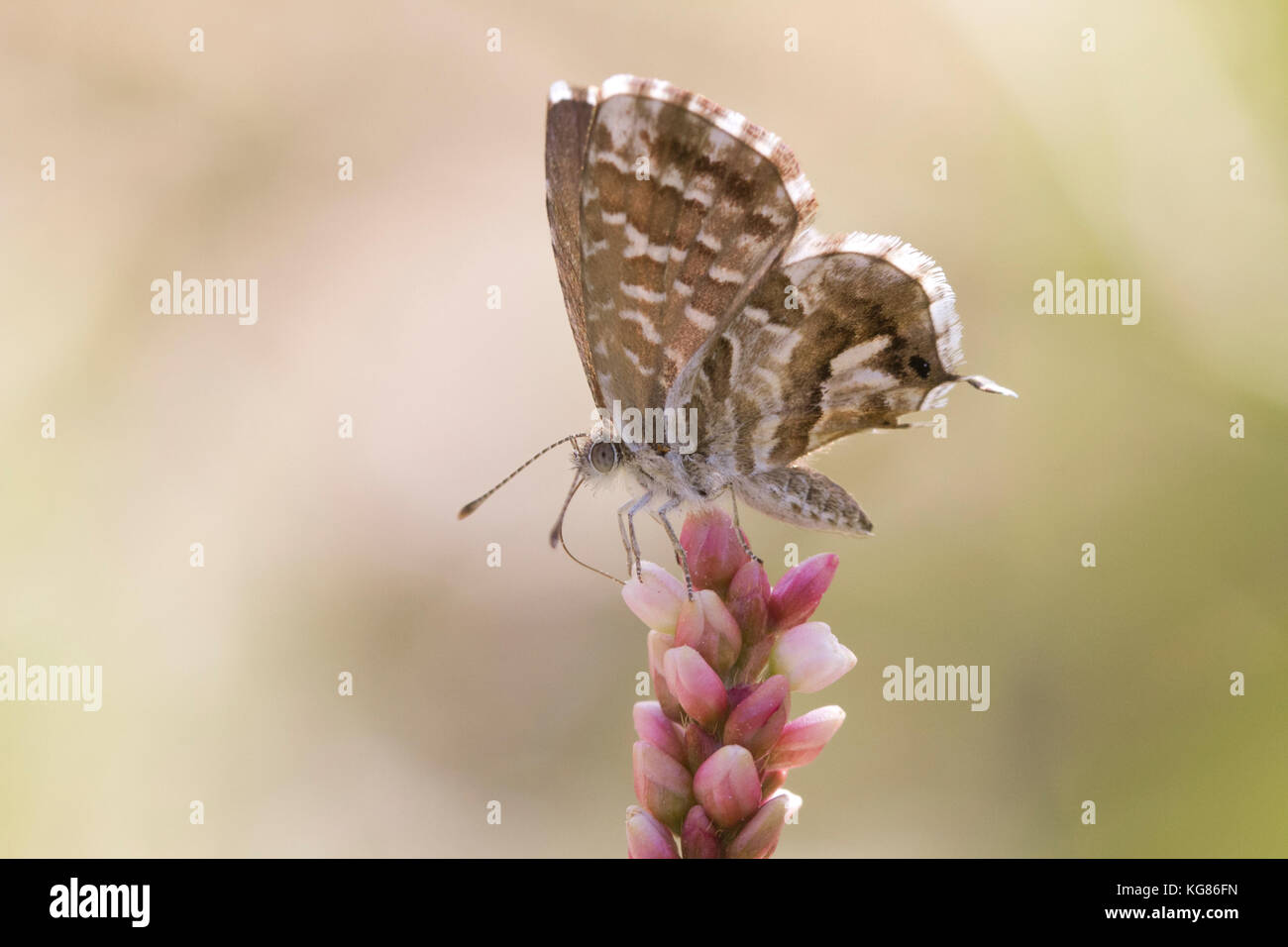 Geranium Bronze Schmetterlinge Cacyreus marshalli ernährt sich von einer Pflanze Polygonum persicaria.Clariano Fluss.Montavener. Spanien. Stockfoto