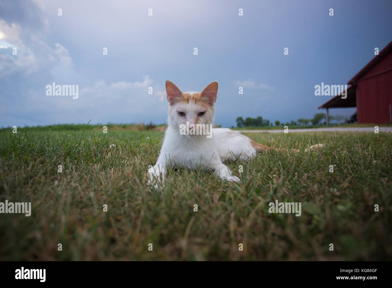 Eine Katze legt in einer Wiese auf einem Bauernhof in Sherwood, Wisconsin als stormclouds im Hintergrund sammeln. Stockfoto
