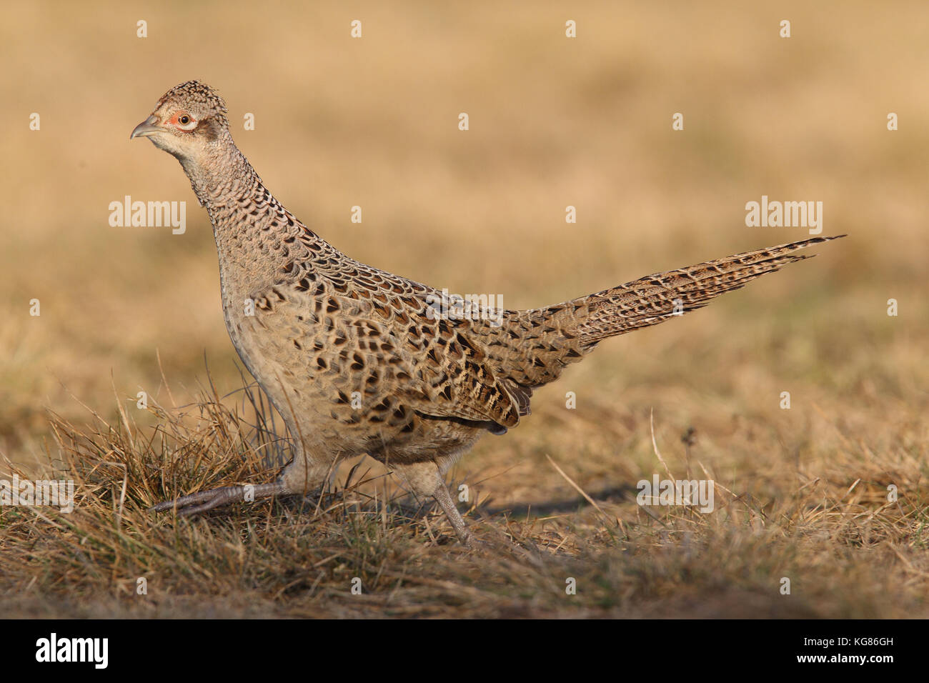 Gemeinsame Fasan - Jagd Beute Stockfoto