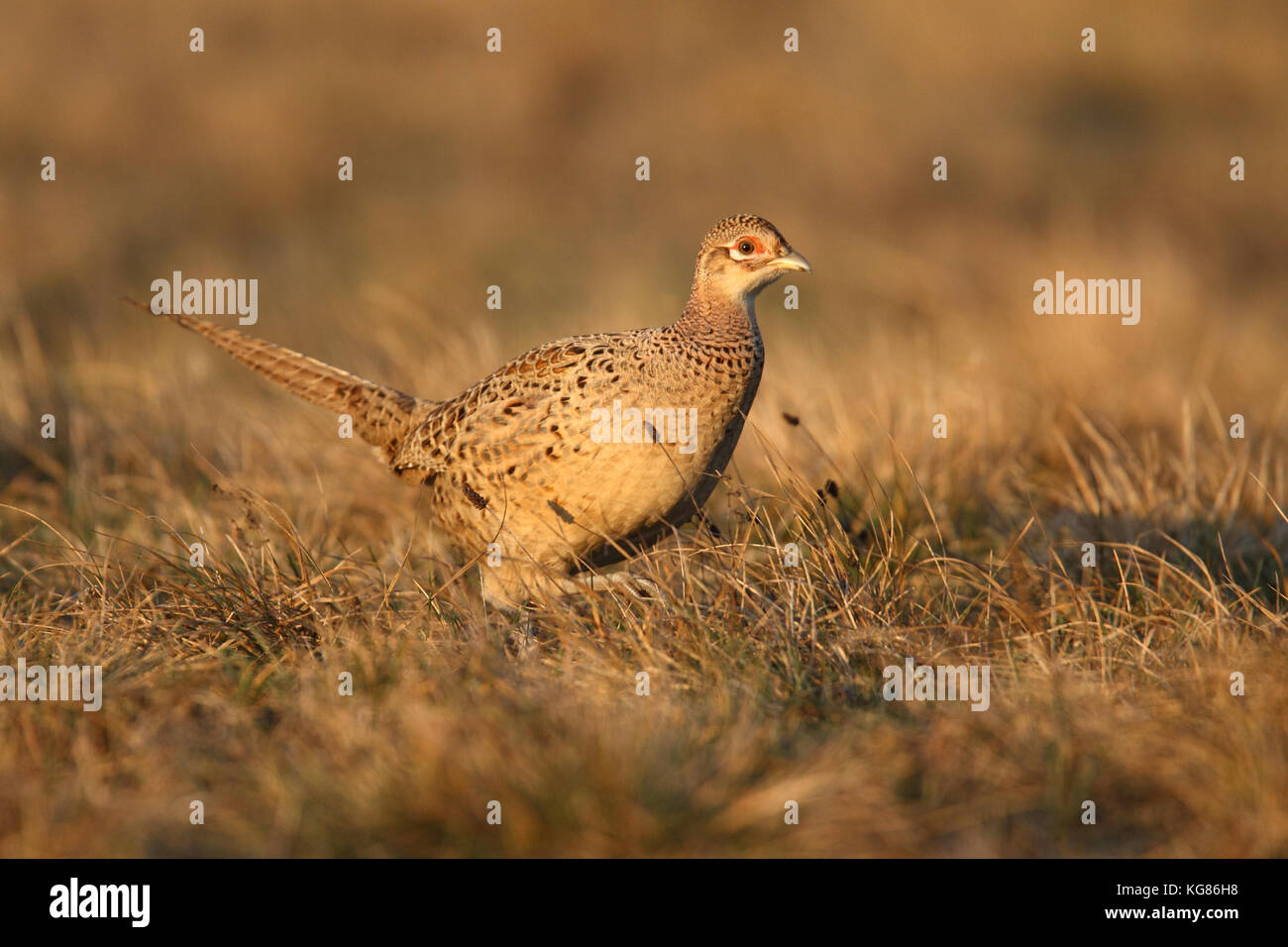 Gemeinsame Fasan - Jagd Beute Stockfoto