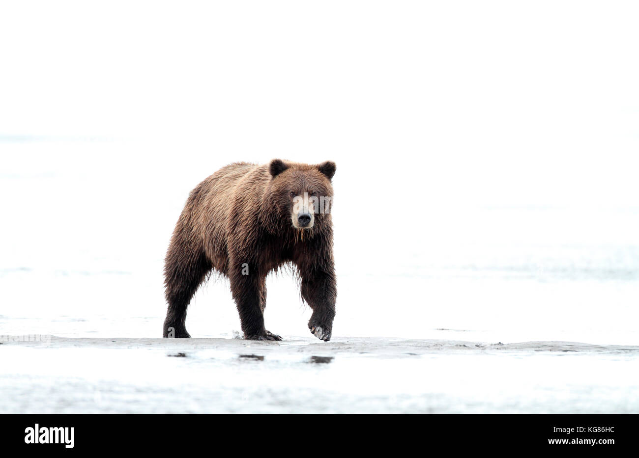 Eine alaska Braunbär, Grizzly, Spaziergänge durch den seichten Küstengewässern der Alaska Halbinsel, dominant gegen einen weißen High key Hintergrund. Stockfoto