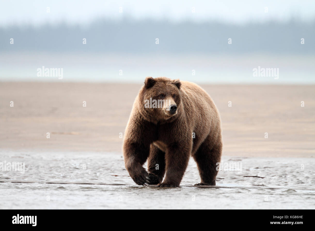 Ein riesiger Alaska Braunbär, Grizzly, Jagd in den flachen Küstengewässern der Alaska Halbinsel, dominiert der Hintergrund von Strand und Wald. Stockfoto