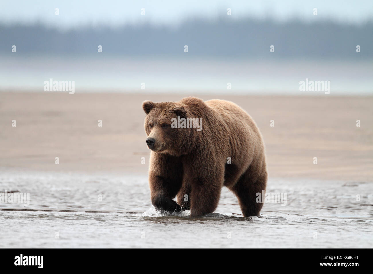 Ein riesiger Alaska Braunbär, Grizzly, dominant oder zu Fuß durch die flachen Küstengewässern der Alaska Halbinsel Jagd Lachs aus der Strand. Stockfoto
