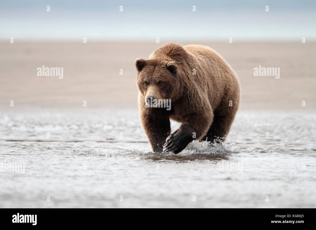 Ein riesiger Alaska Braunbär, Grizzly, zu Fuß durch die flachen Küstengewässern der Alaska Halbinsel, mit Sandstrand Hintergrund. Stockfoto
