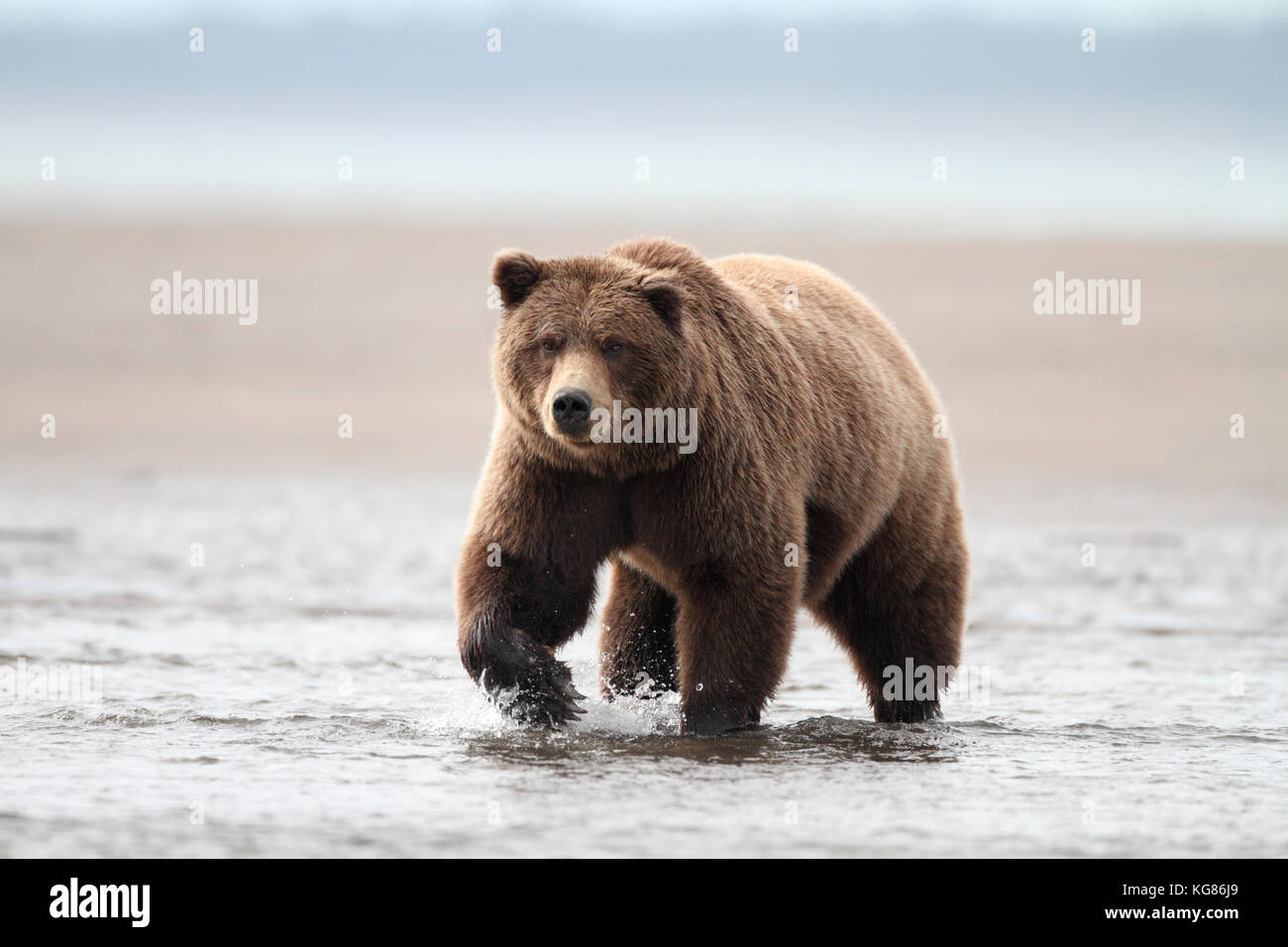Ein riesiger Alaska Braunbär, Grizzly, zu Fuß durch die flachen Küstengewässern der Alaska Halbinsel, mit Sandstrand Hintergrund. Stockfoto