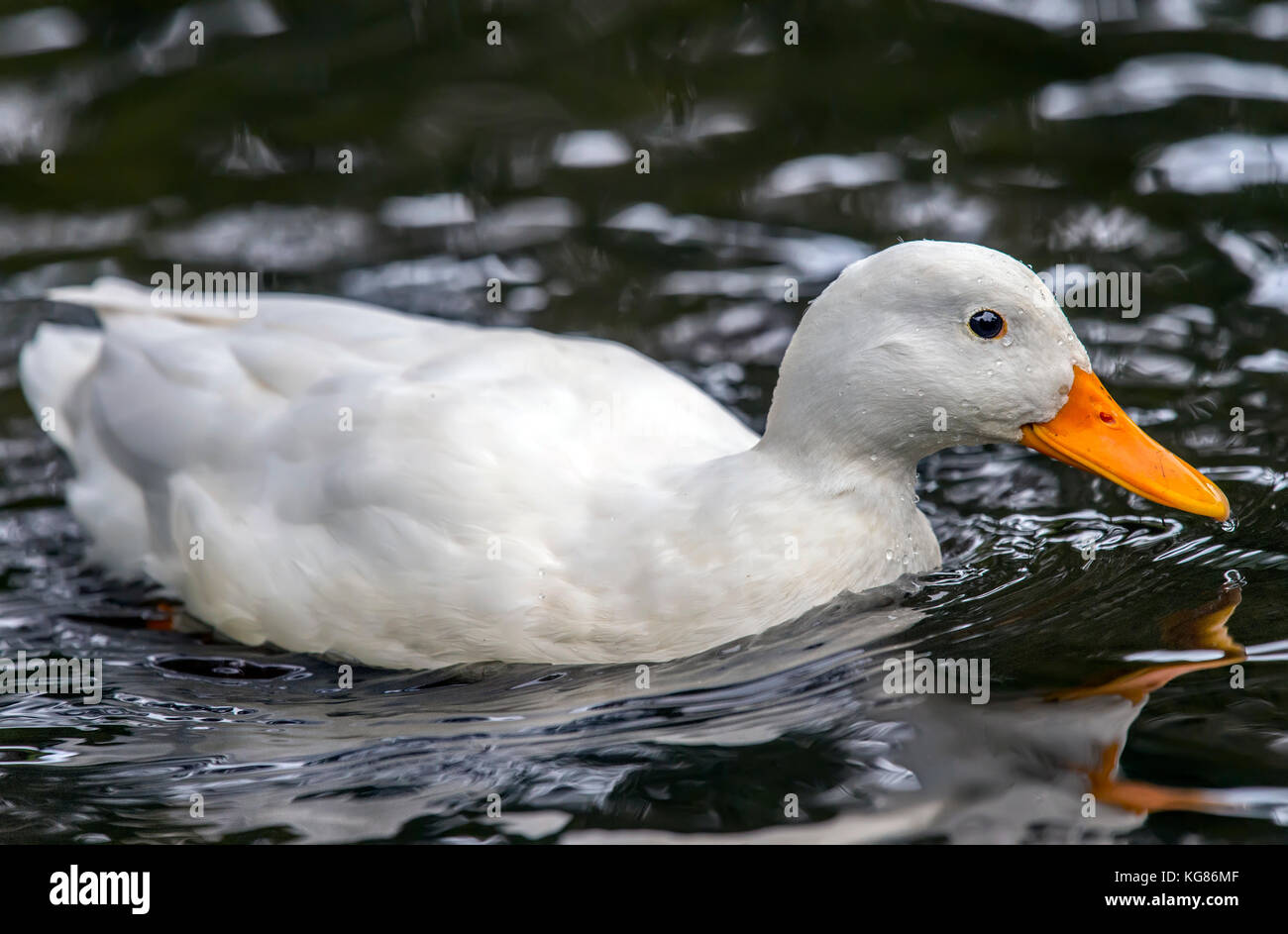 Pekin Ente, Schwimmen im Fluss, in der Nähe Stockfoto