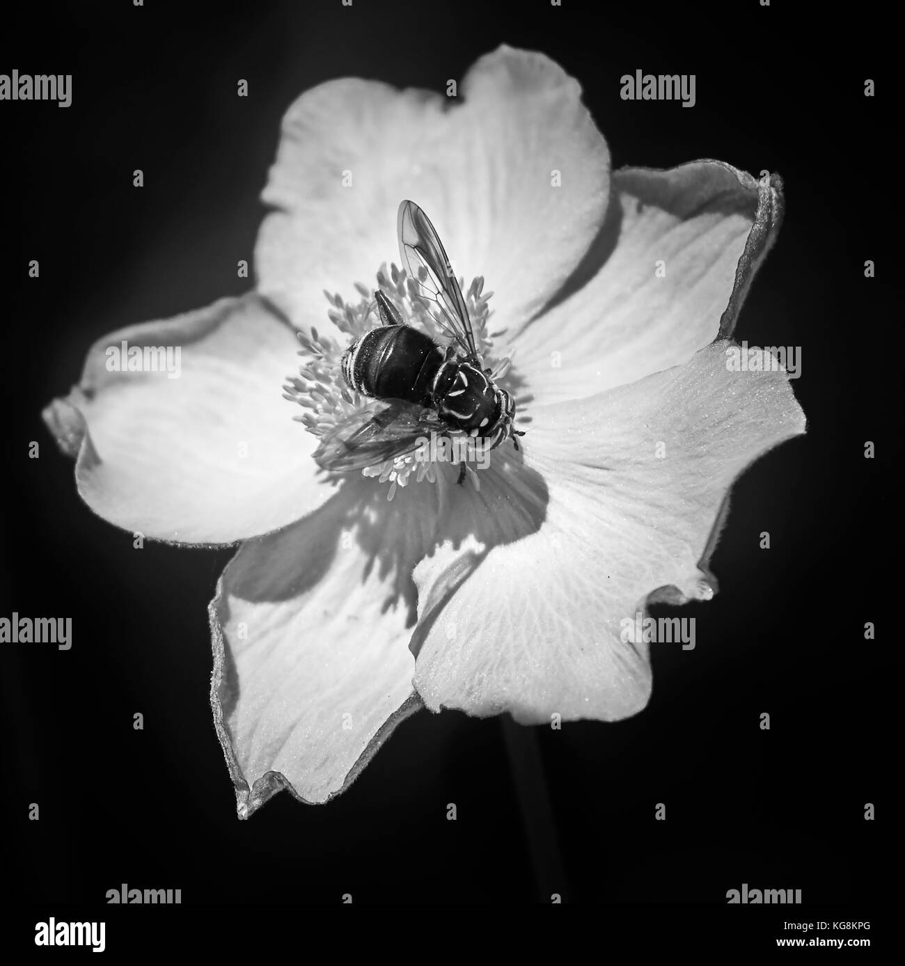 Schwarze und weisse japanische Anemone Studie Stockfoto