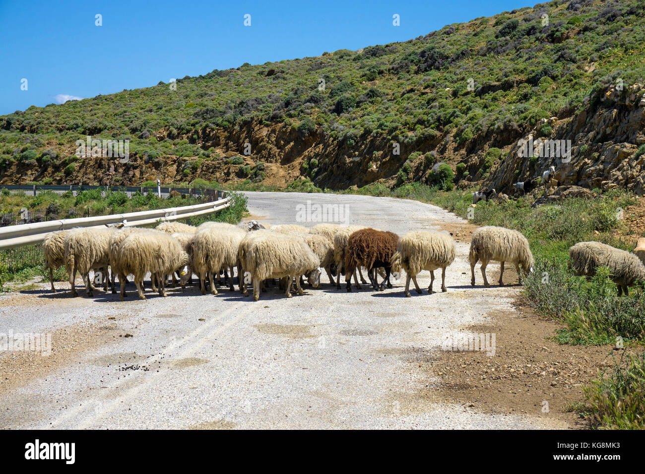 Eine Schafherde Block die Straße nach Apollonas, Nordseite der Insel Naxos, Kykladen, Ägäis, Griechenland Stockfoto