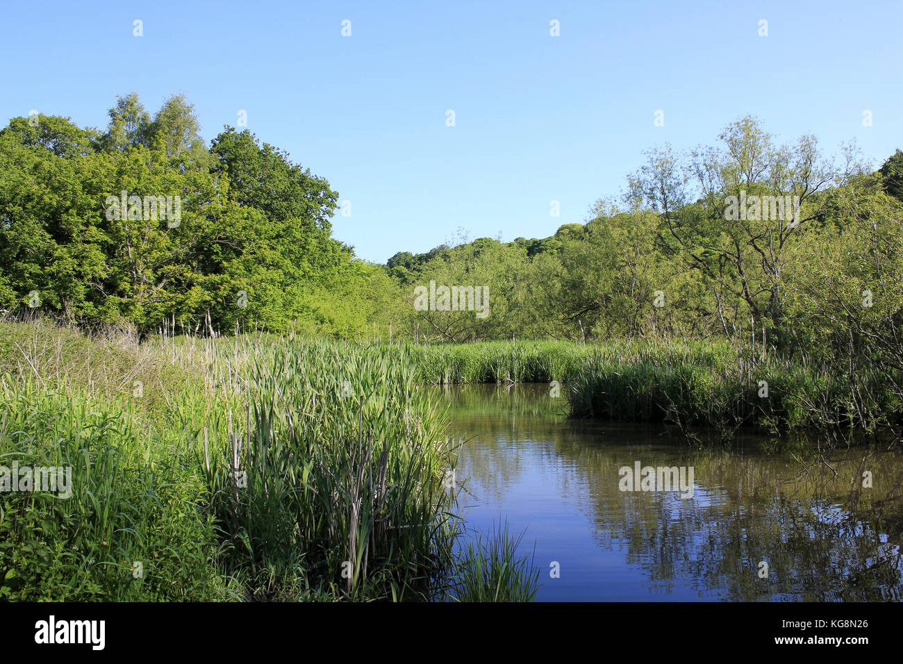 Teich und die umliegenden Wälder an Dibbinsdale Nature Reserve, Wirral, Großbritannien Stockfoto