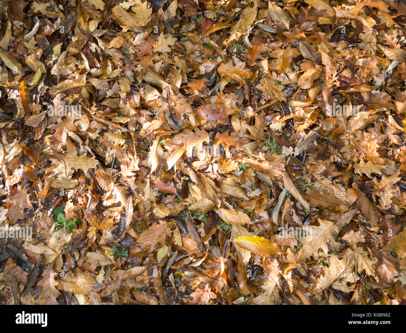 Nahaufnahme eines Waldboden bedeckt mit toten Blätter im Herbst Stockfoto