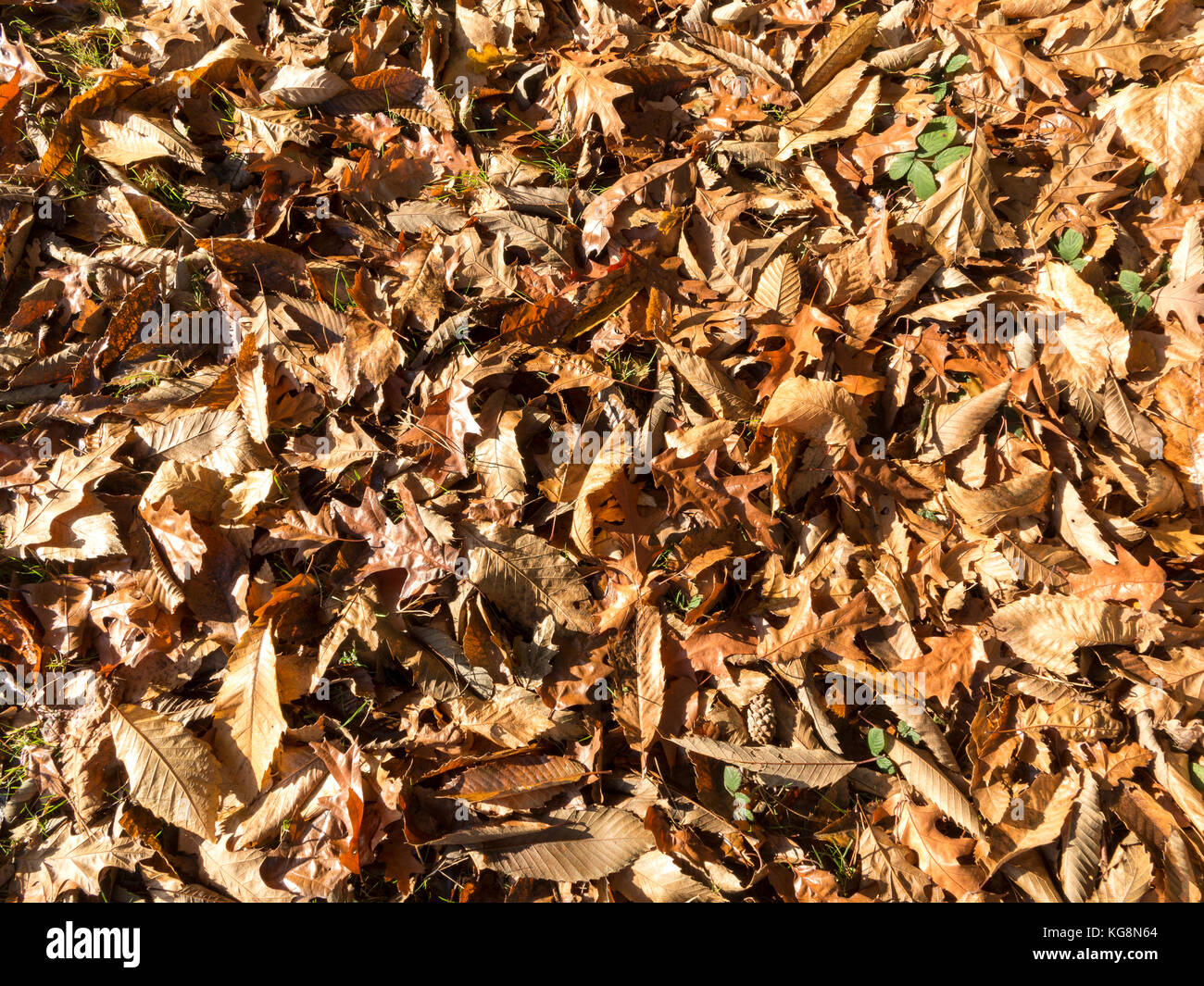 Nahaufnahme eines Waldboden bedeckt mit toten Blätter im Herbst Stockfoto