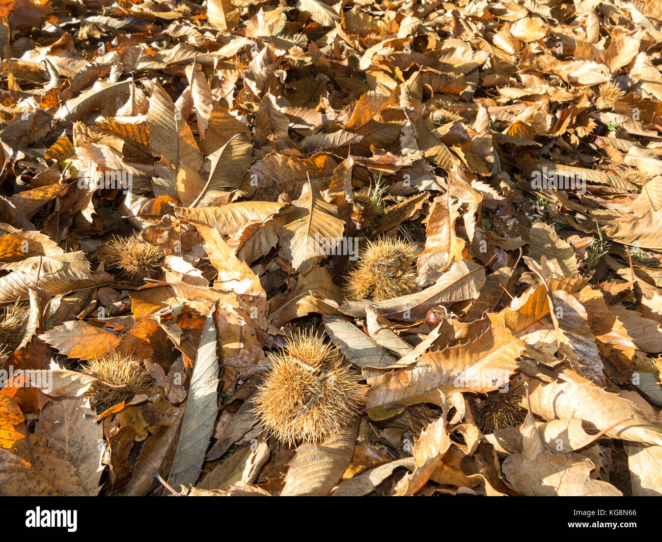 Nahaufnahme eines Waldboden bedeckt mit toten Blätter im Herbst Stockfoto