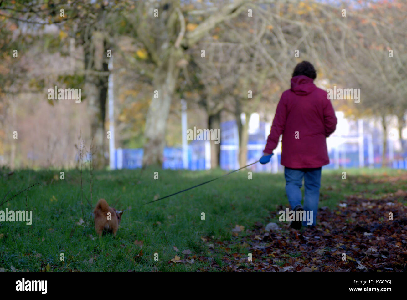 Frau in rosa Jacke zu Fuß kleiner Hund im Park hinter der Herbst treibt gesehen Stockfoto