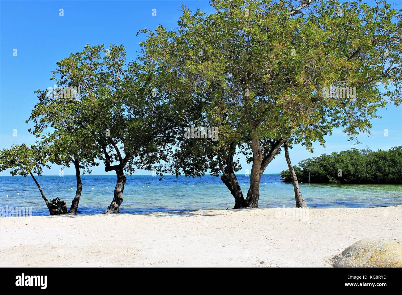 Tropische Bäume am Strand, am Rande des Wassers, Islamorada, Florida Keys, Florida, USA Stockfoto