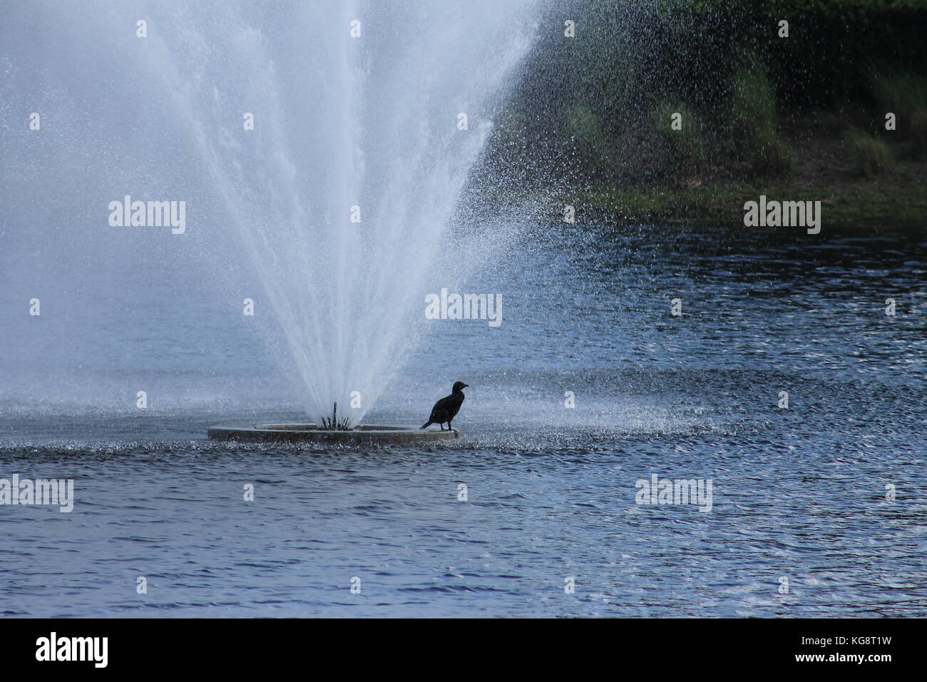 Vogel selbst Kühlung unter dem Spray von einem Brunnen, Orlando, Florida, USA Stockfoto