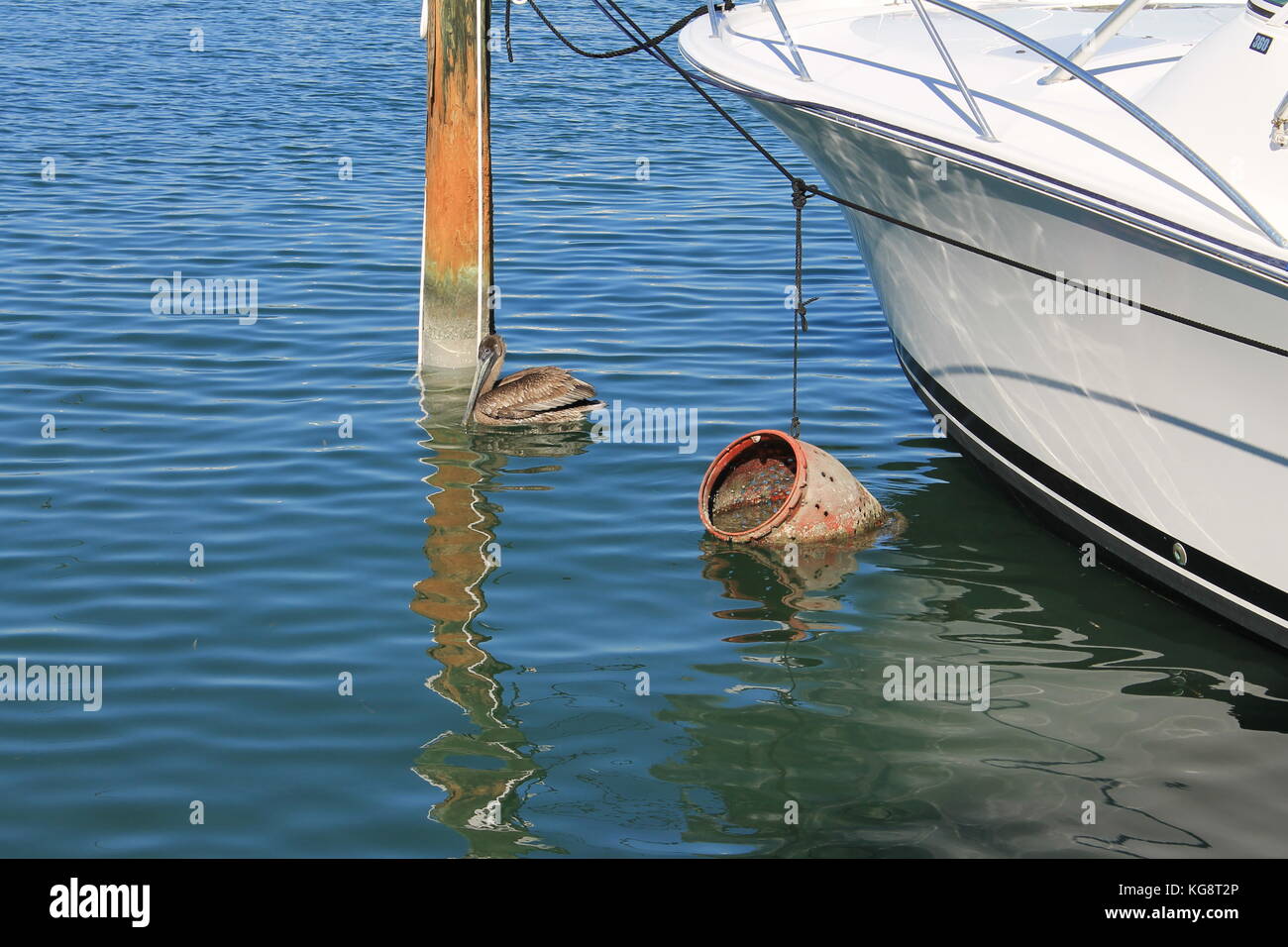 Ein Pelikan schwebt Neben einem Boot vor Anker an der Pier, Key West, Florida, USA Stockfoto
