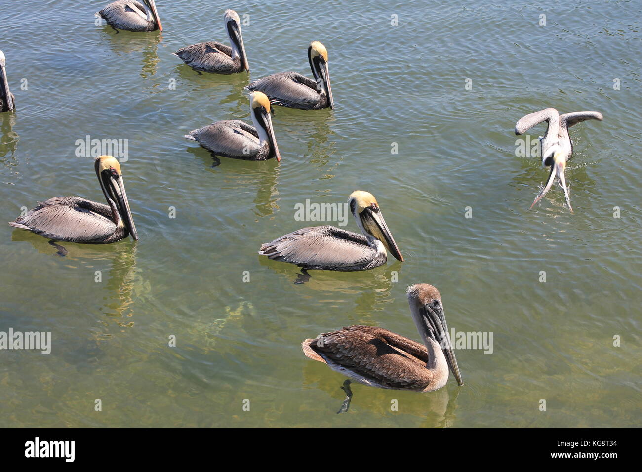 Pelikane schwimmen in der Bucht, Key West, Florida, USA Stockfoto