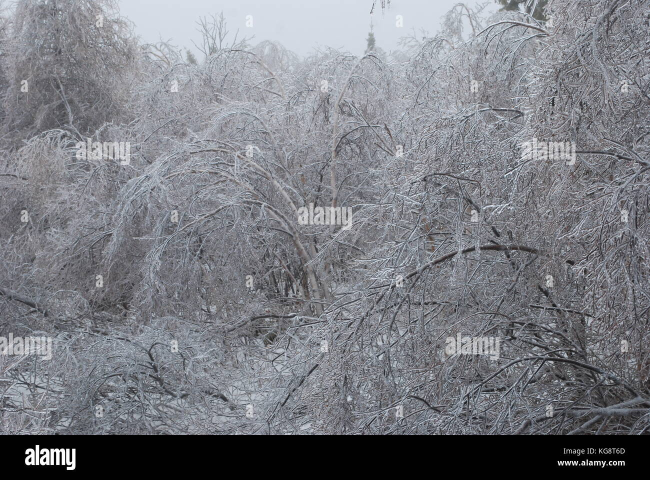 Ice Storm in Conception Bay South, NL, Kanada. Schwere Eisanhäufung auf Bäumen. Bäumen beugte sich aus dem Gewicht der Gewicht. Einfrieren Nebel in der Luft. Stockfoto