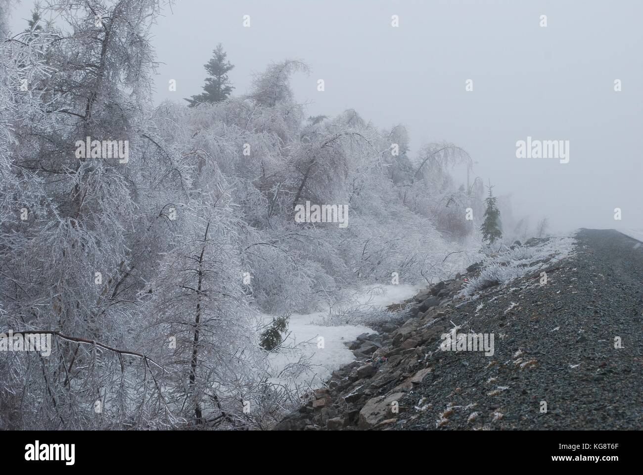 Ice Storm in Conception Bay South, NL, Kanada. Schwere Eisanhäufung auf Bäumen. Bäumen beugte sich aus dem Gewicht der Gewicht. Einfrieren Nebel in der Luft. Stockfoto