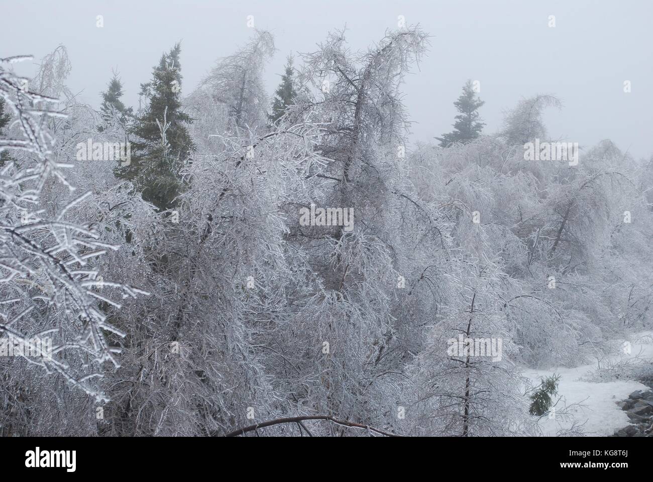 Ice Storm in Conception Bay South, NL, Kanada. Schwere Eisanhäufung auf Bäumen. Bäumen beugte sich aus dem Gewicht der Gewicht. Einfrieren Nebel in der Luft. Stockfoto