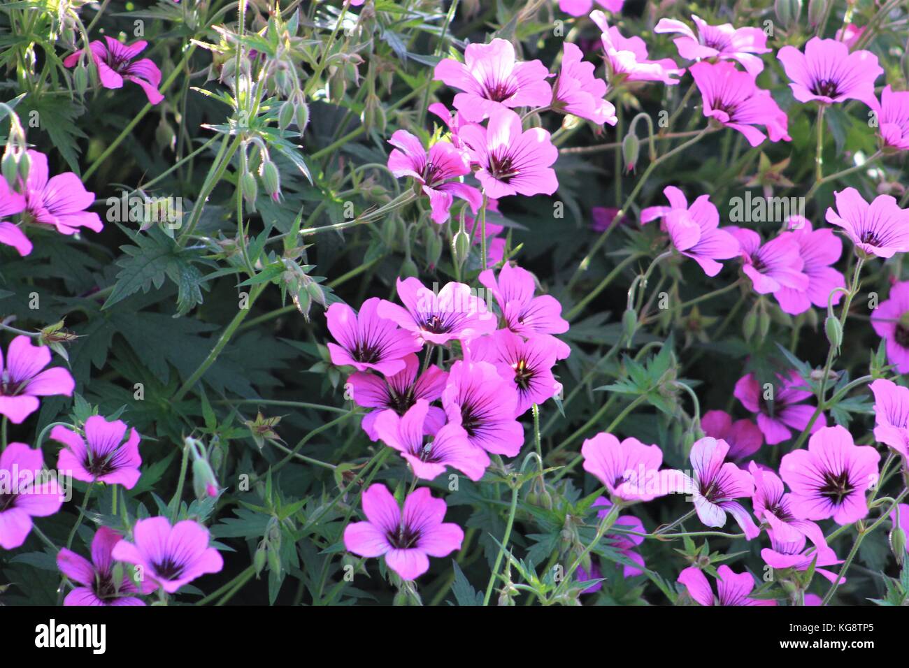 Nahaufnahme von einem Mädchen Rosa (Dianthus detoides) Bush in voller Blüte, St. John's, Neufundland und Labrador, Kanada. Stockfoto