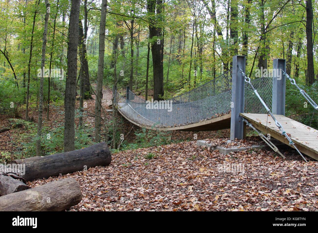 Der Wald im Herbst und einige andere Dinge, die ich auf dem Schuß gefangen. Stockfoto