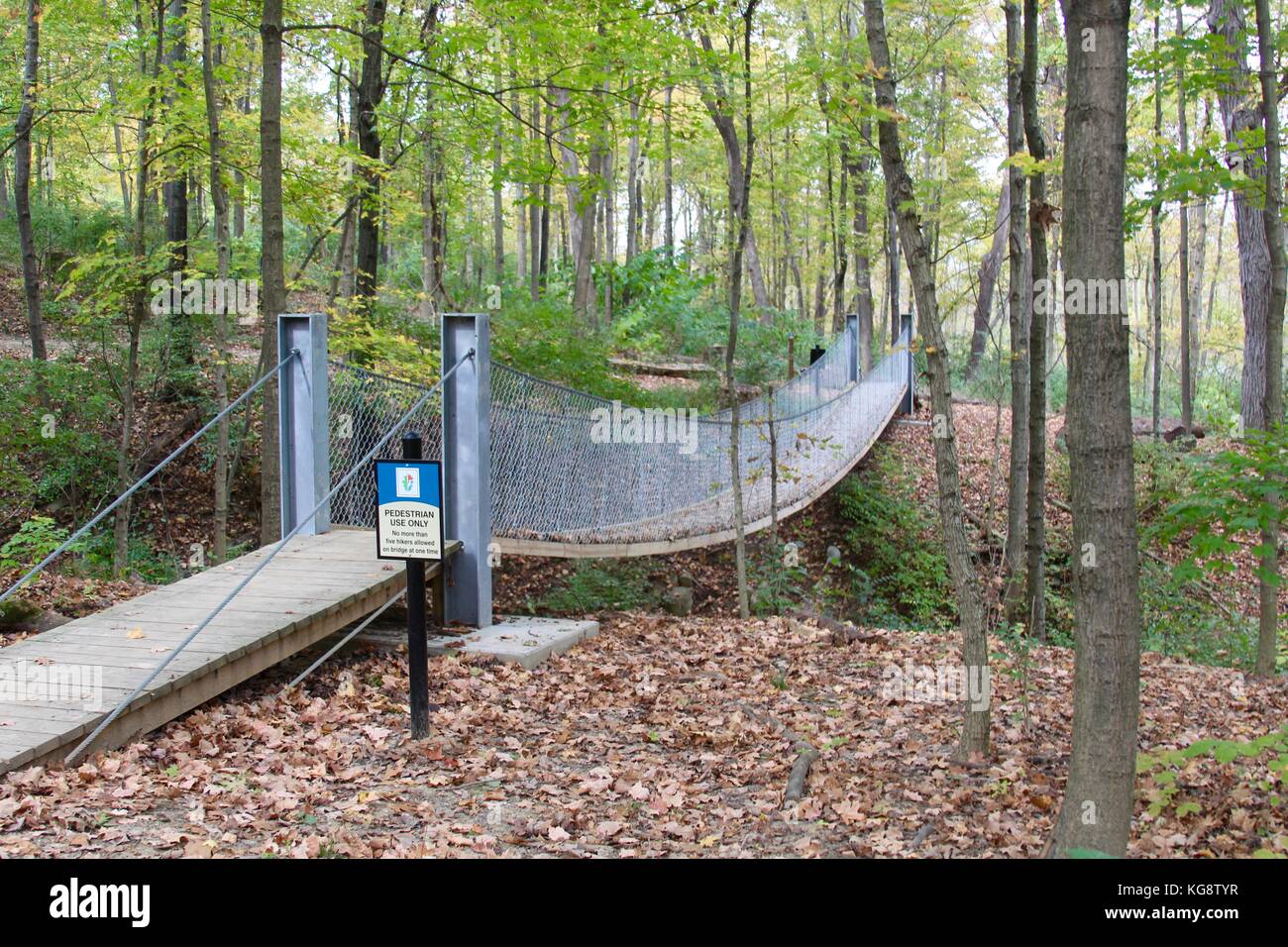 Der Wald im Herbst und einige andere Dinge, die ich auf dem Schuß gefangen. Stockfoto